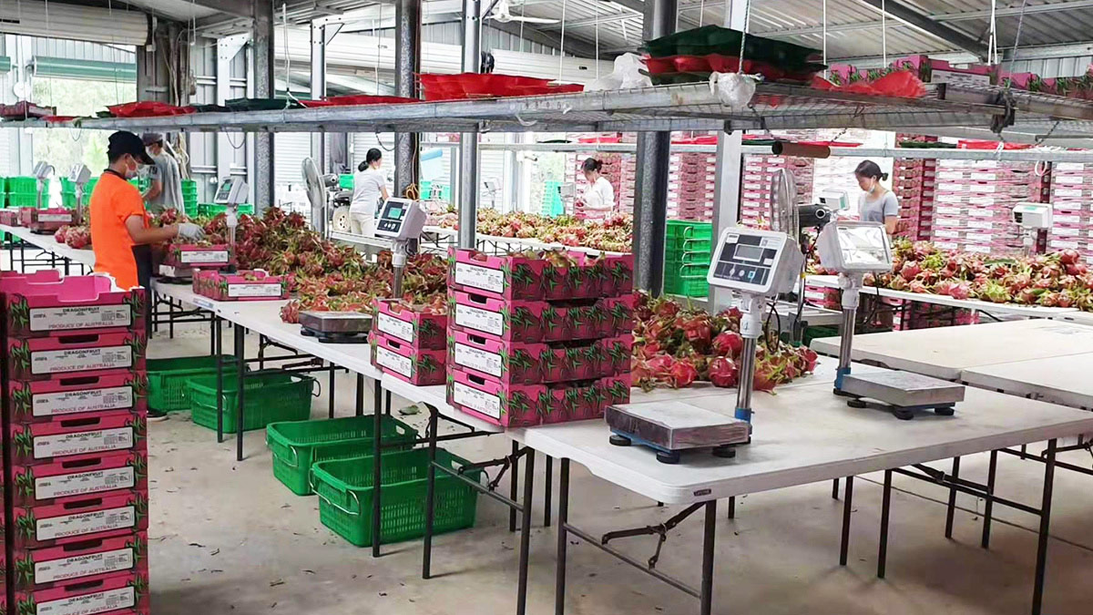 澳洲某大型火龍果莊園大批量采購電子秤進行水果包裝